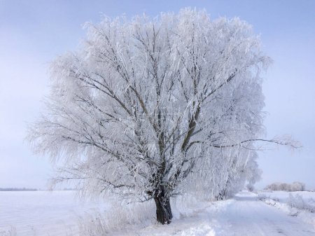 The image captures a serene winter scene with a frost-covered tree beside a snowy path under a cloudy sky.