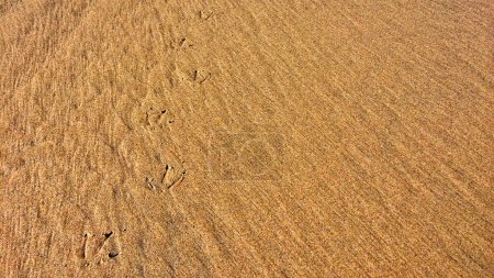 Photo for The image captures bird footprints on a sandy surface with a uniform, fine texture. - Royalty Free Image