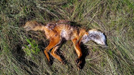 Photo for An expired animal is visible amidst grass, showing signs of decomposition and exposure to the elements. The body of a dead fox. The dead animal decomposes on the grass. - Royalty Free Image