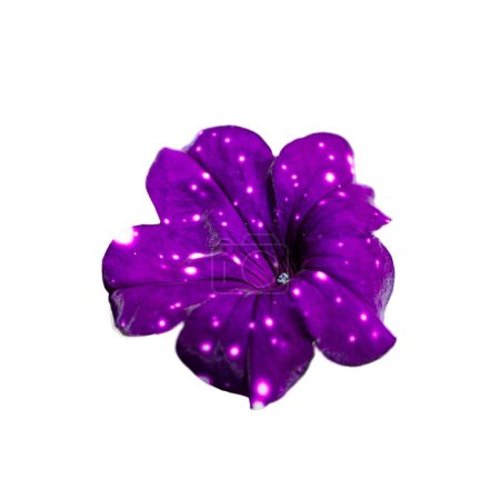 Una flor púrpura con pétalos blancos y un centro blanco. La flor está rodeada de estrellas, dándole un aspecto onírico y etéreo..