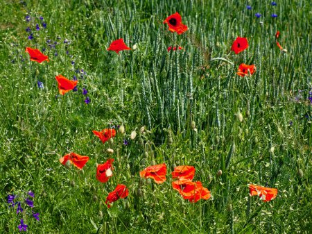 Poppies bloom amidst the dense greenery of a wheat field.
