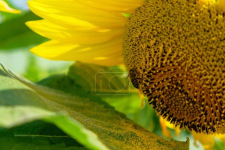 A bee clings to the textured brown center of a sunflower with vibrant yellow petals in the background.