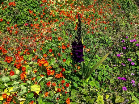 The image captures a lush garden teeming with vibrant red, orange, and purple flowers amidst green foliage under bright sunlight.