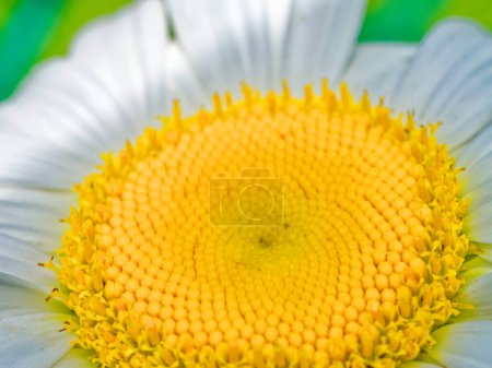 Photo for White petals surround a detailed, textured yellow core of a daisy flower against a dark backdrop. - Royalty Free Image