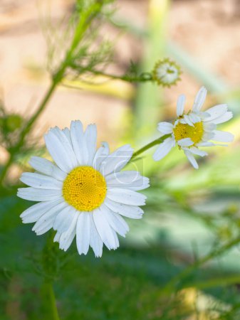 Two white daisies with yellow centers are in focus, surrounded by green foliage, under natural light.