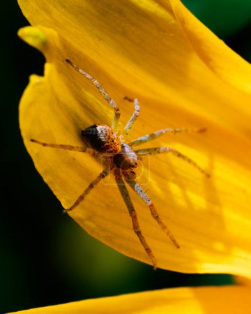 Eine kleine braune Spinne thront auf einem leuchtend gelben Blütenblatt und wirft zarte Schatten.