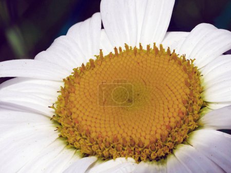 Photo for A close-up of a white daisy with a vibrant yellow center, surrounded by a dark background. - Royalty Free Image