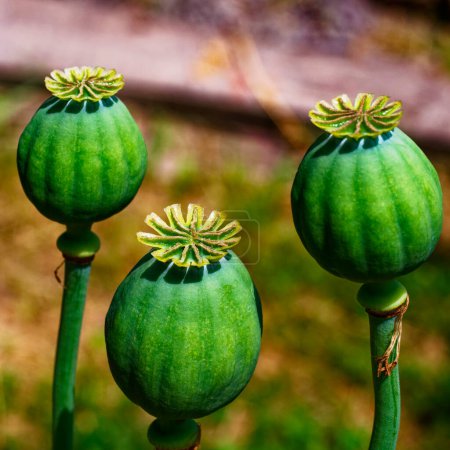 The image captures three detailed green poppy seed pods with opened tops, set against a soft focus backdrop.