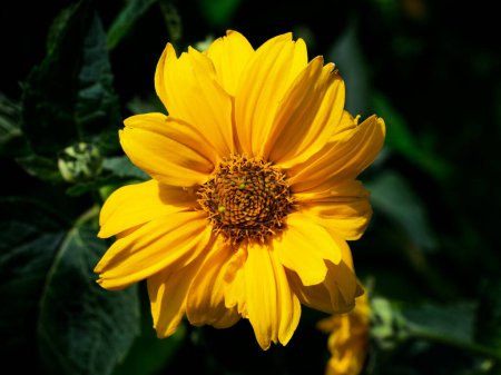 Sunlit daisy: delicate flower, fresh, natural beauty.