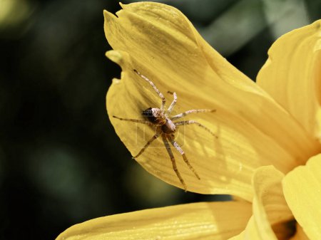 Eine braune Spinne steht auf einem leuchtend gelben Blütenblatt, ihre langen Beine ausgebreitet.