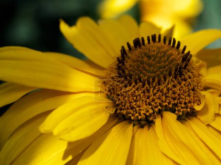 Photo for A close-up of a yellow flower with a detailed, textured center and soft petals. - Royalty Free Image
