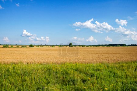 Clear skies with clouds hover over an expansive golden crop field bordered by lush greenery and distant trees.