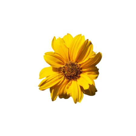 A single yellow flower with numerous petals radiating from a dense, intricate center is highlighted against a white backdrop.