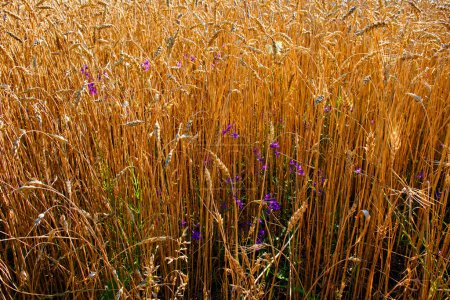 The image depicts a field of golden wheat interspersed with purple flowers under sunlight.