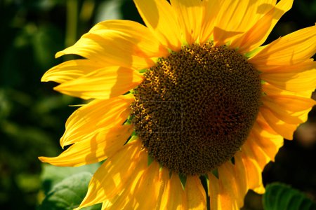 A blooming sunflower displays its vibrant yellow petals and intricate core details.