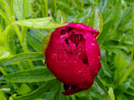 A glistening red flower bud is set against a backdrop of lush greenery.