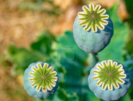 Three green poppy seed pods stand against a blurred background, their tops open revealing the seeds inside.