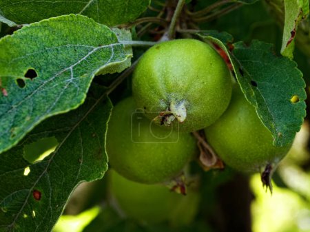 Frische grüne Äpfel wachsen inmitten üppigen Laubs.