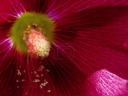 L'image est un gros plan d'une fleur rouge avec un centre jaune-vert et des grains de pollen visibles.