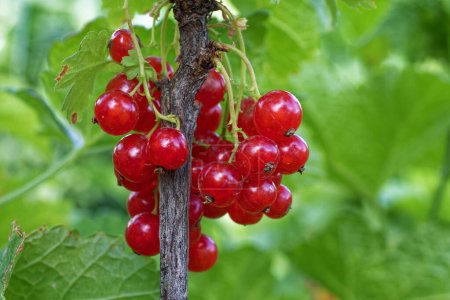 The image features a close-up view of a cluster of ripe red currants attached to a branch, surrounded by lush green leaves.