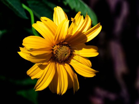 Yellow flowers bloom: textured center, dark contrast.