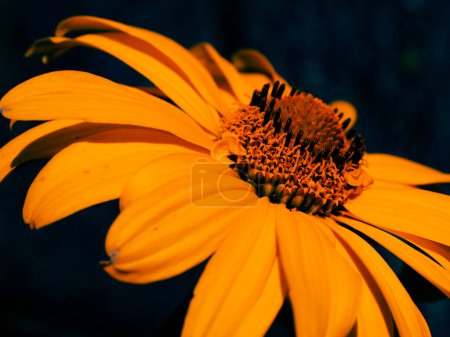 Photo for Bright yellow flower, its intricate center surrounded by delicate, radiating petals. - Royalty Free Image