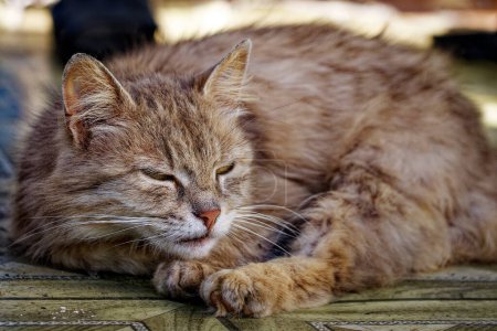 Los ojos de los gatos están cerrados y parece estar en un sueño profundo