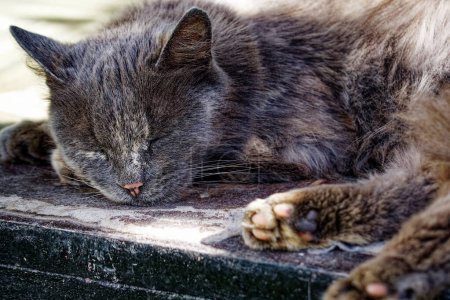 Eine graubraune Katze schläft friedlich auf einer Holzoberfläche.