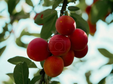 Primer plano de ciruelas maduras y rojas en una rama de árbol, rodeada de vibrantes hojas verdes. Ideal para contenidos relacionados con la agricultura ecológica y los productos frescos.