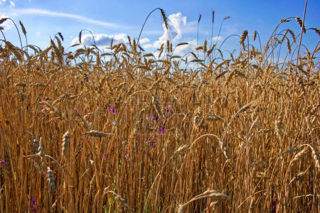 Un champ de blé mûr se prélasse au soleil sous un ciel partiellement nuageux.