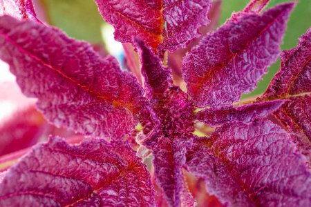 Farbenprächtige Blätter mit einer Mischung aus roten und violetten Tönen.