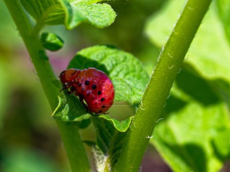 Foto de Una larva roja manchada es visible en medio de una vegetación frondosa, verde y frondosa. - Imagen libre de derechos
