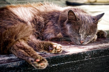 Les chats les yeux à moitié fermés et la posture détendue suggèrent qu'il profite d'un moment de repos tranquille sur le tapis confortable