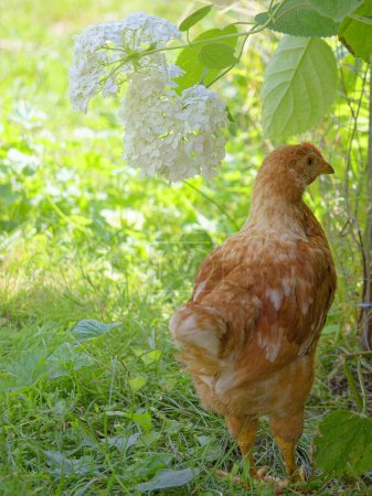 This image portrays a lone chicken amidst verdant greens, encapsulating the tranquil yet lively vibe of countryside living.