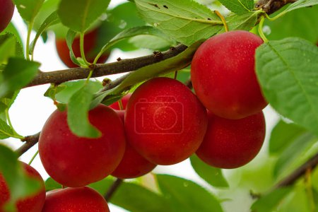 Vista detallada de las ciruelas mostrando su vibrante color rojo en medio del follaje verde. Excelente opción para contenido educativo sobre el crecimiento de la fruta.