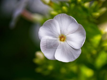 Una flor blanca es el foco principal de la imagen. La flor está rodeada de hojas verdes, que añaden un toque de color y contraste a la flor blanca. Flor de flox simple, primer plano. Flor blanca.