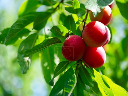 Imagen detallada de ciruelas jugosas en un árbol, destacando su rico color y textura. Perfecto para la nutrición y la salud-temática visuales.