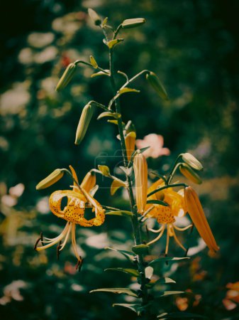 Lirios amarillos vibrantes con pétalos moteados florecen entre brotes sin abrir; su elegancia contrasta con el verde de enfoque suave en el fondo.