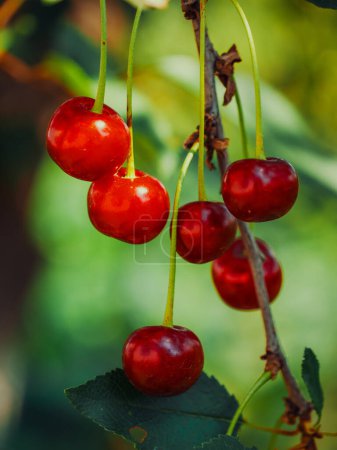Ein Nahaufnahme-Bild von leuchtend roten Kirschen, die von grünen Blättern umgeben an ihren Stängeln hängen. Ideal für gesunde Ernährung oder ökologischen Landbau.