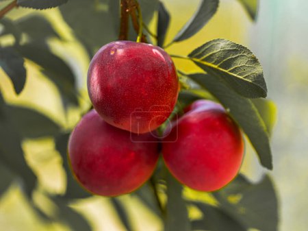 A close-up image of ripe, red plums hanging amidst vibrant green leaves under the bright sky. Ideal for showcasing natures bounty and freshness