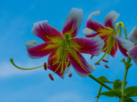 A vibrant image capturing the elegance of two lilies with white and deep pink petals, yellow centers, and protruding stamens against a clear blue sky; ideal for nature-themed content.