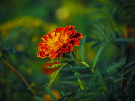 A vibrant marigold flower with rich orange and red petals, surrounded by a soft focus green background; ideal for gardening or nature themes.