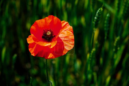 The central focus is a vivid, blooming red poppy flower.