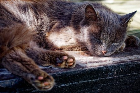 Jede Strähne des Katzenfells ist sichtbar; seine Pfoten sind entspannt und nach außen gestreckt, während er seinen erholsamen Moment genießt
