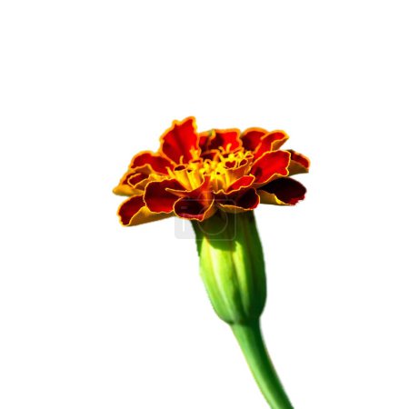 Una vibrante flor de caléndula con ricos pétalos anaranjados y rojos, que florece de un tallo verde sobre un fondo blanco; simboliza la belleza natural y el crecimiento, ideal para temas de jardinería o naturaleza..
