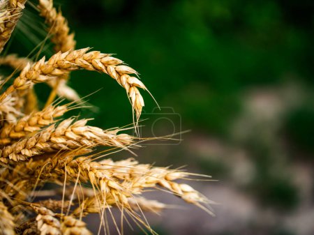 Gros plan sur les épis de blé doré au fond vert flou, mettant en évidence l'abondance agricole et la croissance naturelle.