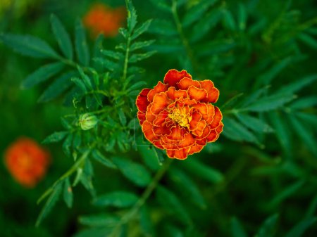 Eine lebendige Ringelblume mit üppigen orangefarbenen und roten Blütenblättern blüht inmitten eines Hintergrundes aus sanftem, grünem Laub, das Schönheit und Kontrast der Natur präsentiert