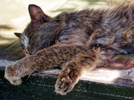 Chaque brin de fourrure de chat est visible ; ses pattes sont détendues et étendues vers l'extérieur pendant qu'il profite de son moment de repos
