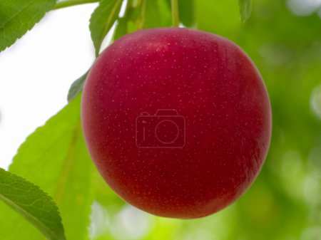 Photo for Amidst vibrant green leaves, a lone ripe plum dangles invitingly. - Royalty Free Image
