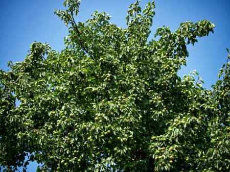 Un exuberante árbol verde con frutos inmaduros bajo un cielo azul claro, que simboliza el crecimiento y el potencial. Adecuado para temas ambientales o agrícolas.